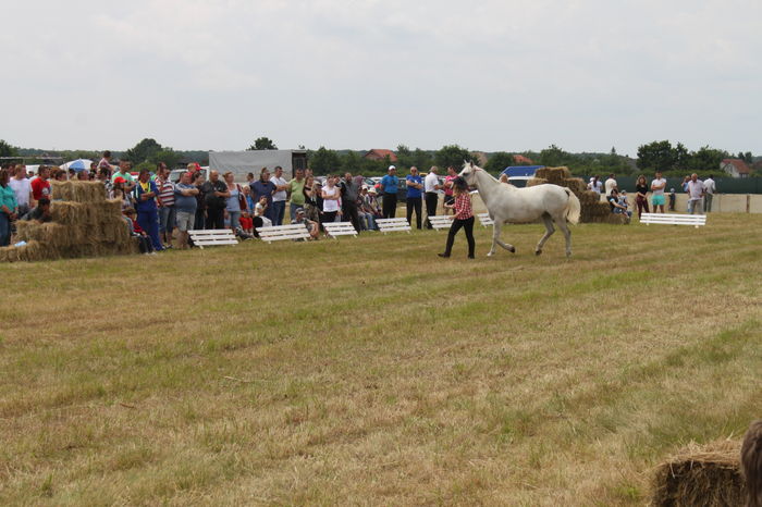 IMG_9057 - EXPO CAI RUSENI 2016 SATU MARE