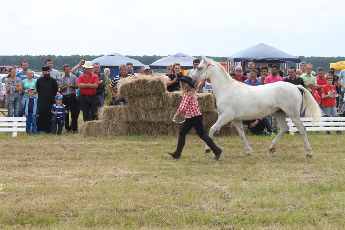 IMG_9059 - EXPO CAI RUSENI 2016 SATU MARE