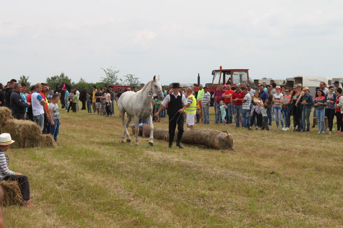 IMG_9061 - EXPO CAI RUSENI 2016 SATU MARE