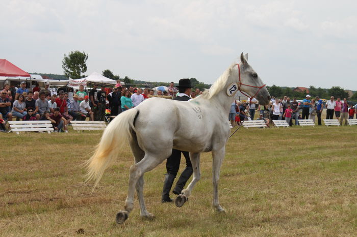 IMG_9064 - EXPO CAI RUSENI 2016 SATU MARE