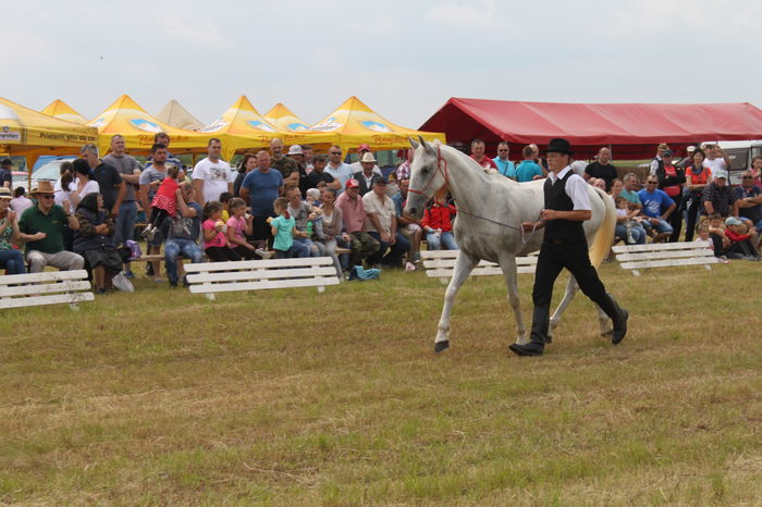 IMG_9066 - EXPO CAI RUSENI 2016 SATU MARE