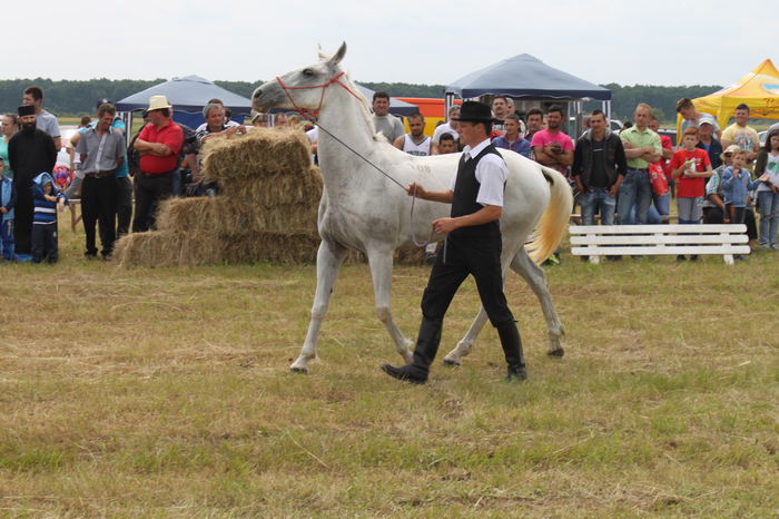 IMG_9067 - EXPO CAI RUSENI 2016 SATU MARE