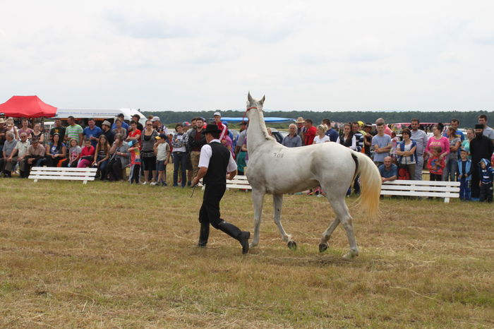 IMG_9068 - EXPO CAI RUSENI 2016 SATU MARE