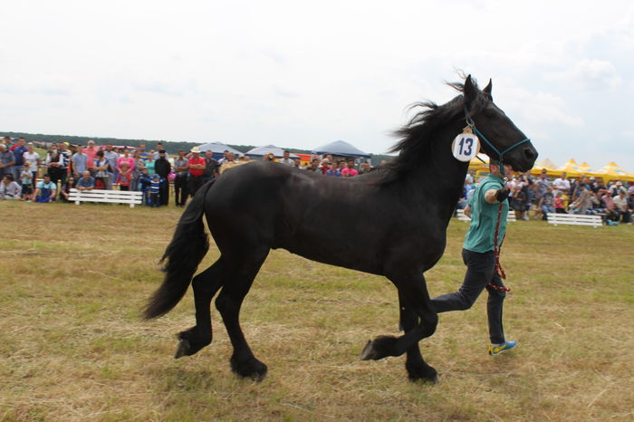 IMG_9072 - EXPO CAI RUSENI 2016 SATU MARE
