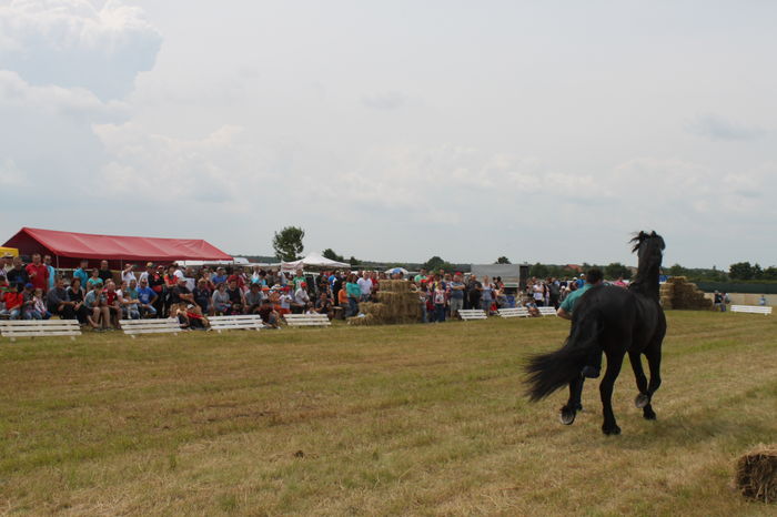 IMG_9073 - EXPO CAI RUSENI 2016 SATU MARE