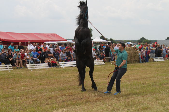 IMG_9075 - EXPO CAI RUSENI 2016 SATU MARE