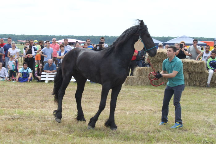 IMG_9078 - EXPO CAI RUSENI 2016 SATU MARE