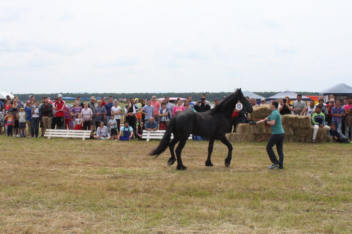 IMG_9079 - EXPO CAI RUSENI 2016 SATU MARE