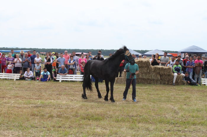 IMG_9080 - EXPO CAI RUSENI 2016 SATU MARE