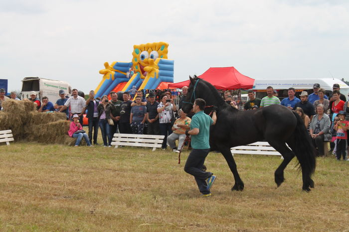 IMG_9081 - EXPO CAI RUSENI 2016 SATU MARE
