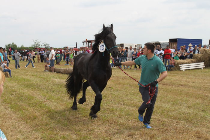 IMG_9083 - EXPO CAI RUSENI 2016 SATU MARE