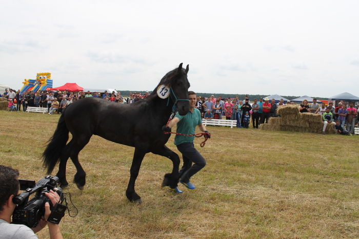 IMG_9084 - EXPO CAI RUSENI 2016 SATU MARE