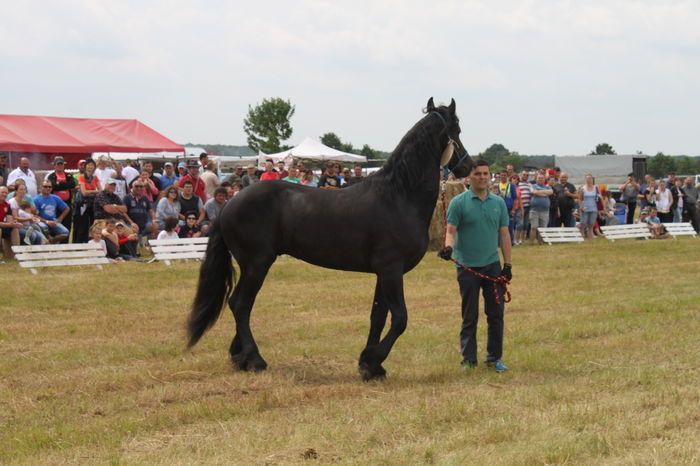 IMG_9085 - EXPO CAI RUSENI 2016 SATU MARE