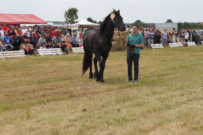 IMG_9086 - EXPO CAI RUSENI 2016 SATU MARE