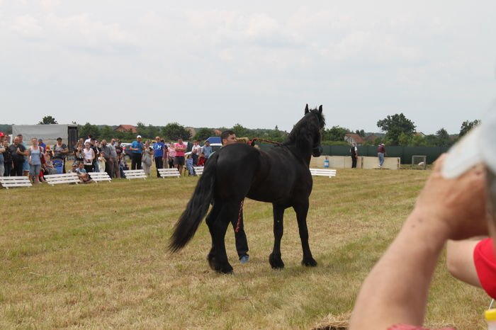 IMG_9087 - EXPO CAI RUSENI 2016 SATU MARE