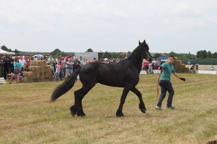 IMG_9088 - EXPO CAI RUSENI 2016 SATU MARE