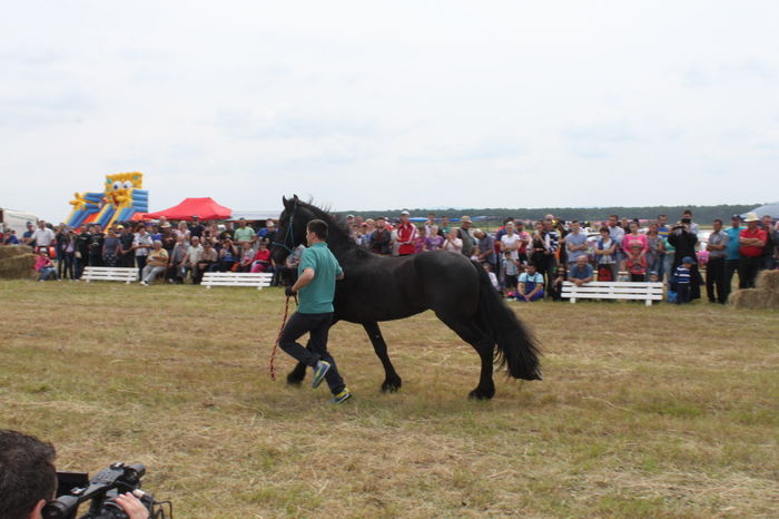 IMG_9090 - EXPO CAI RUSENI 2016 SATU MARE
