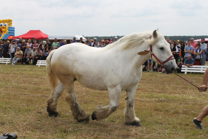IMG_9094 - EXPO CAI RUSENI 2016 SATU MARE