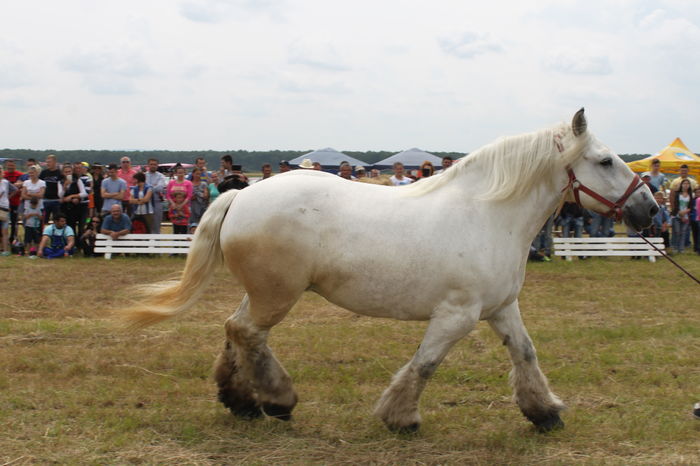 IMG_9095 - EXPO CAI RUSENI 2016 SATU MARE