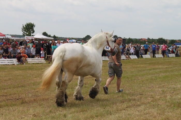 IMG_9097 - EXPO CAI RUSENI 2016 SATU MARE