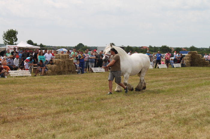 IMG_9098 - EXPO CAI RUSENI 2016 SATU MARE