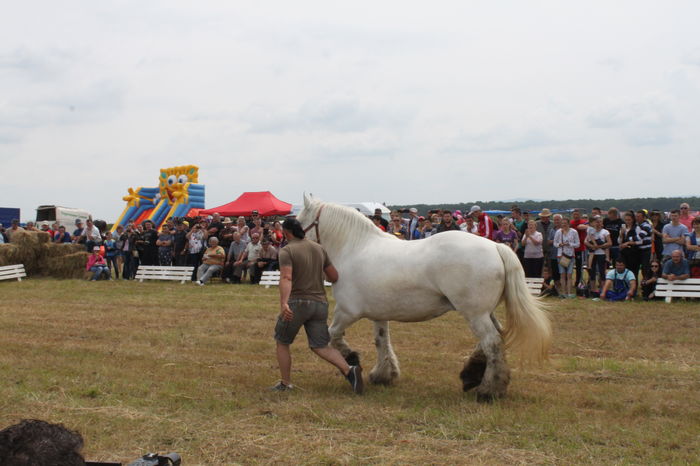IMG_9103 - EXPO CAI RUSENI 2016 SATU MARE