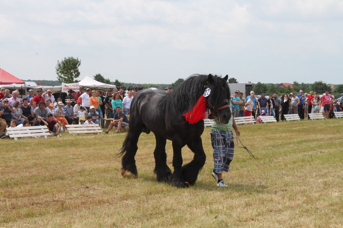 IMG_9180 - EXPO CAI RUSENI 2016 SATU MARE