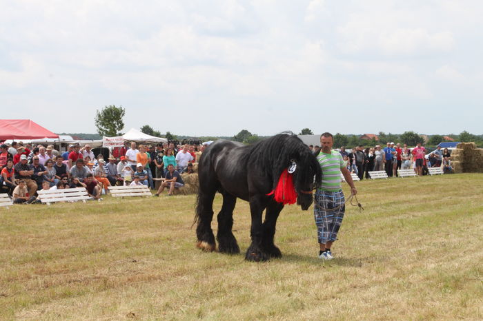 IMG_9181 - EXPO CAI RUSENI 2016 SATU MARE
