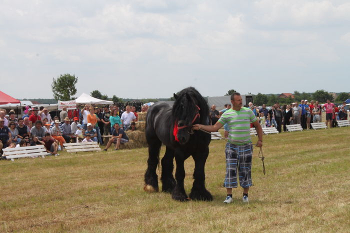 IMG_9182 - EXPO CAI RUSENI 2016 SATU MARE