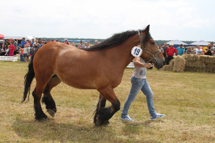 IMG_9187 - EXPO CAI RUSENI 2016 SATU MARE