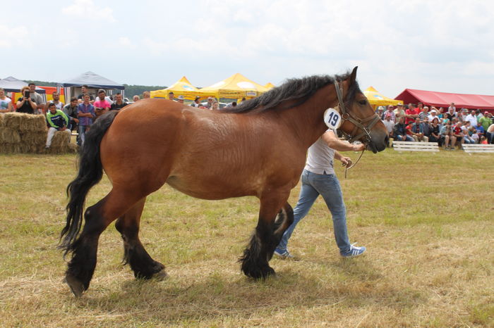 IMG_9188 - EXPO CAI RUSENI 2016 SATU MARE