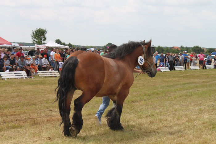IMG_9189 - EXPO CAI RUSENI 2016 SATU MARE