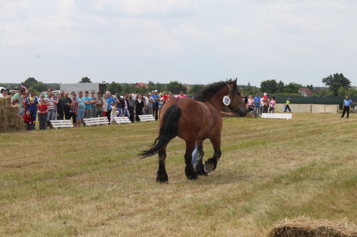 IMG_9190 - EXPO CAI RUSENI 2016 SATU MARE