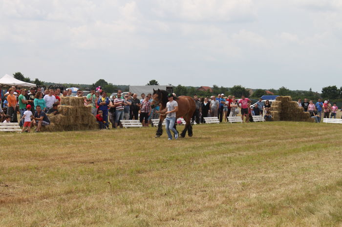 IMG_9191 - EXPO CAI RUSENI 2016 SATU MARE