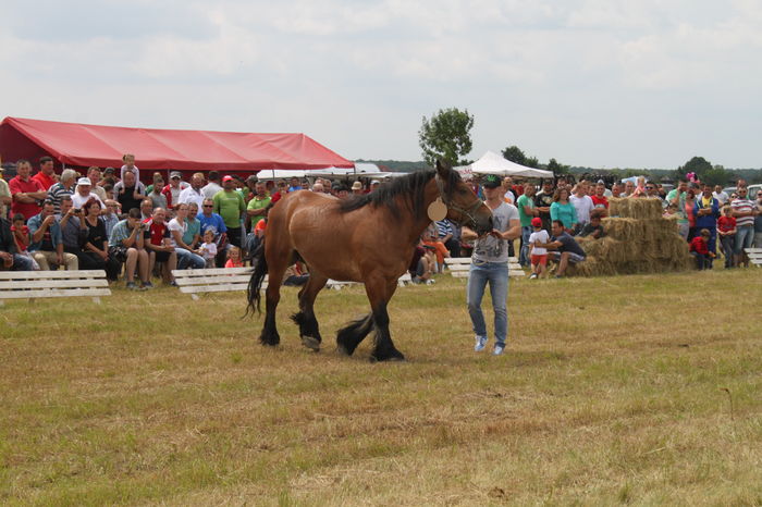 IMG_9192 - EXPO CAI RUSENI 2016 SATU MARE