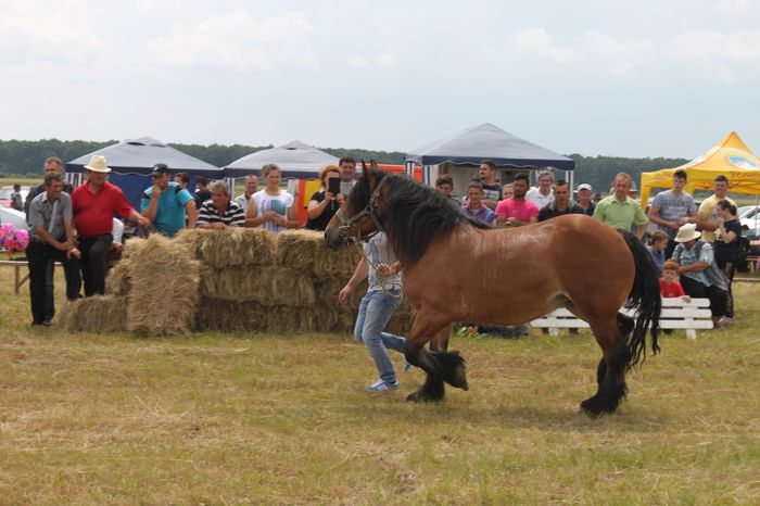 IMG_9193 - EXPO CAI RUSENI 2016 SATU MARE