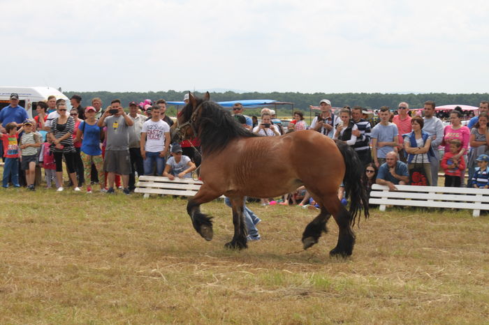 IMG_9194 - EXPO CAI RUSENI 2016 SATU MARE