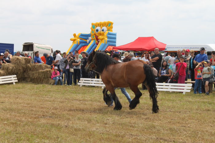 IMG_9195 - EXPO CAI RUSENI 2016 SATU MARE