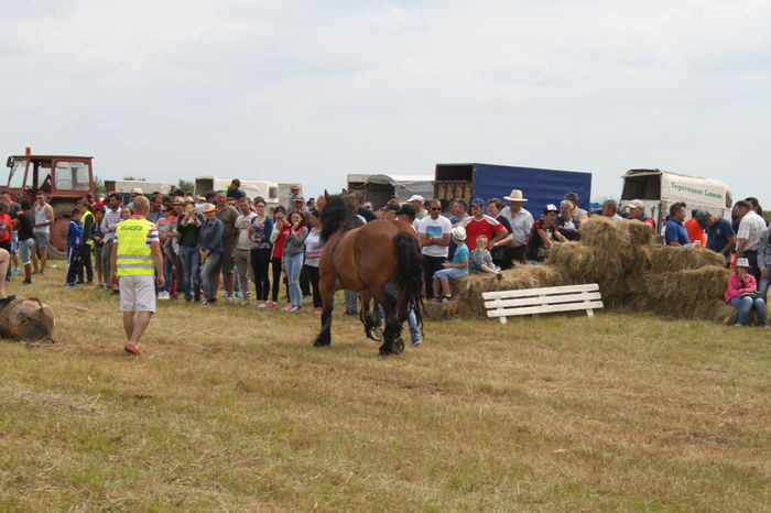 IMG_9196 - EXPO CAI RUSENI 2016 SATU MARE