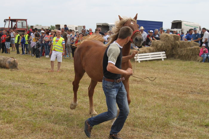 IMG_9197 - EXPO CAI RUSENI 2016 SATU MARE