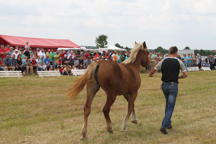 IMG_9199 - EXPO CAI RUSENI 2016 SATU MARE