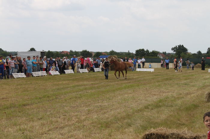 IMG_9201 - EXPO CAI RUSENI 2016 SATU MARE