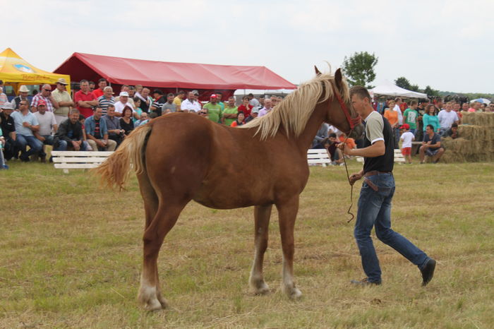 IMG_9204 - EXPO CAI RUSENI 2016 SATU MARE