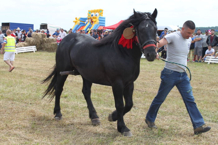 IMG_9207 - EXPO CAI RUSENI 2016 SATU MARE