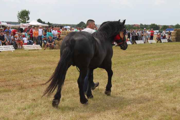 IMG_9209 - EXPO CAI RUSENI 2016 SATU MARE