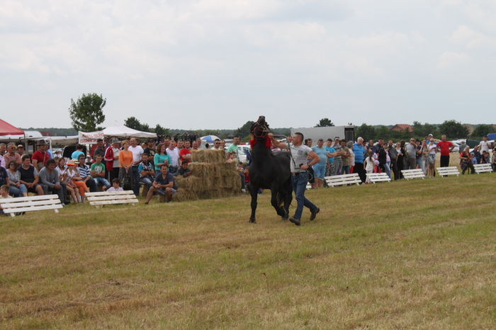 IMG_9210 - EXPO CAI RUSENI 2016 SATU MARE