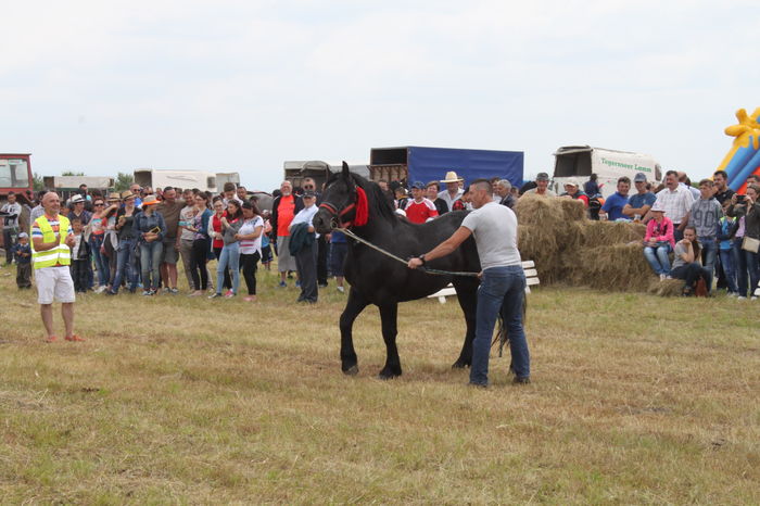IMG_9213 - EXPO CAI RUSENI 2016 SATU MARE
