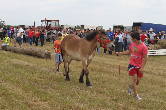 IMG_9215 - EXPO CAI RUSENI 2016 SATU MARE