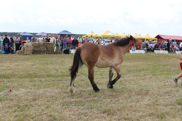IMG_9217 - EXPO CAI RUSENI 2016 SATU MARE