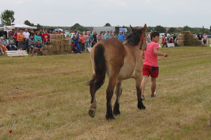 IMG_9218 - EXPO CAI RUSENI 2016 SATU MARE